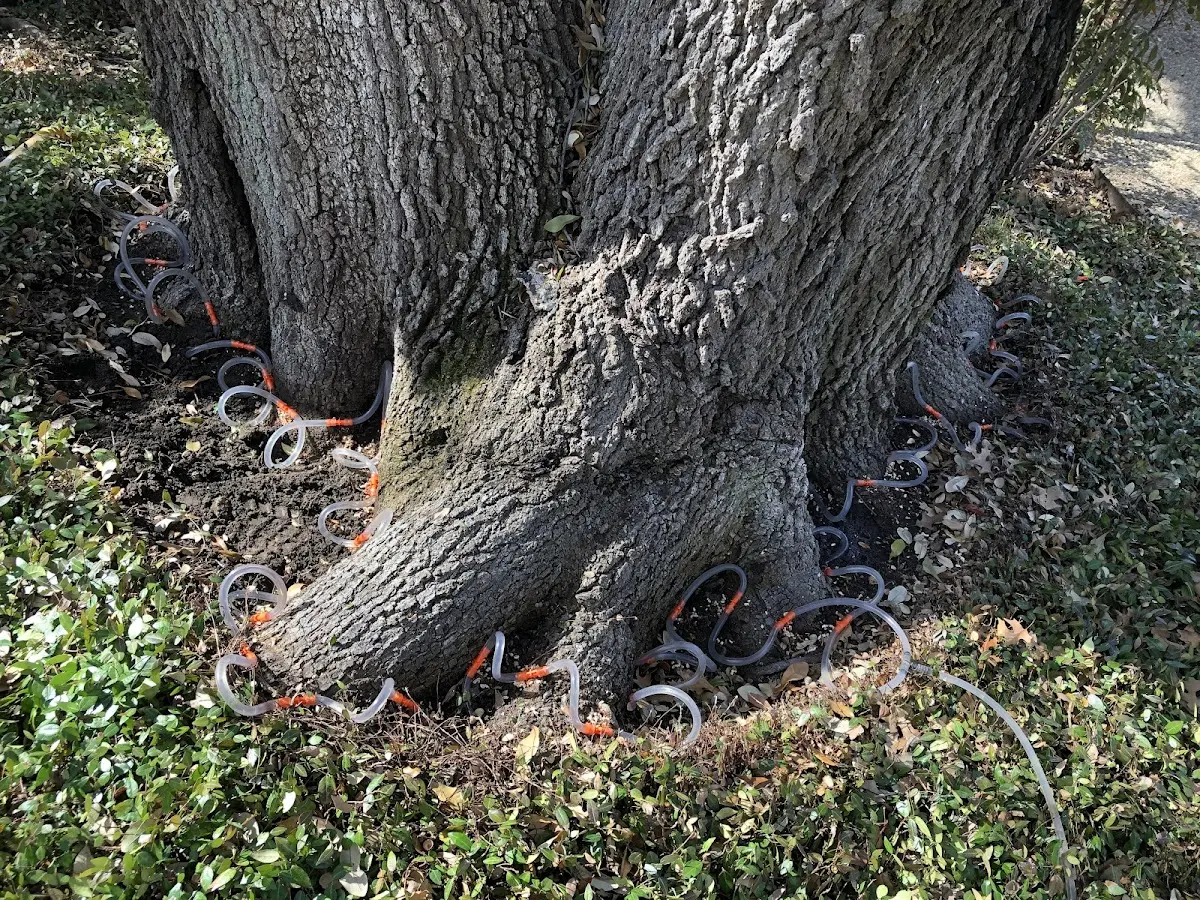 Detailed Tree Cabling and Bracing job site in Fall River