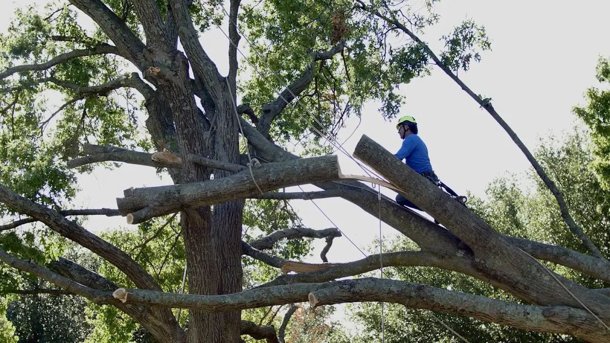 Professional Crown Thinning performed by certified arborists in Fall River